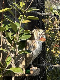 徳山動物園　動物園　フクロウ　ふくろう　あいちゃん