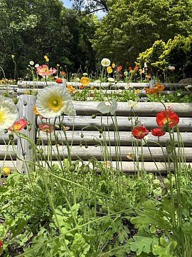 お花　花　ポピー　シンプルなお花